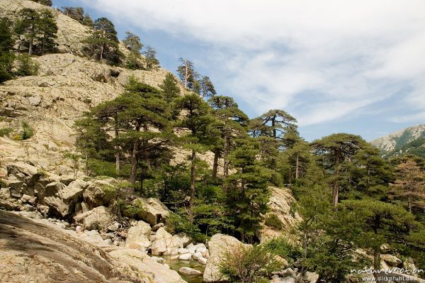Schwarz-Kiefer, Laricio-Kiefer, Bestand an der Baumgrenze, Cascade des Anglais, Korsika, Frankreich