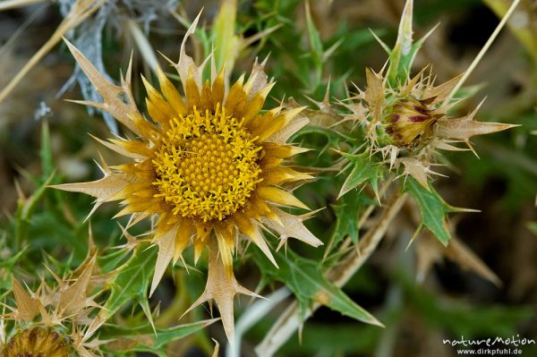 Doldige Eberwurz, Carlina corymbosa, Blüten und Blätter, Küste bei Bodri, Korsika, Frankreich