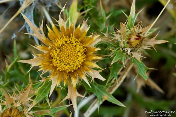 Doldige Eberwurz, Carlina corymbosa, Blüten und Blätter, Küste bei Bodri, Korsika, Frankreich