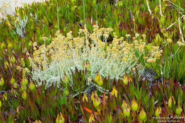 Cinarien-Greiskraut, Senecio bicolor (?), inmitten von Mittagsblumen, Küste bei Bodri, Korsika, Frankreich