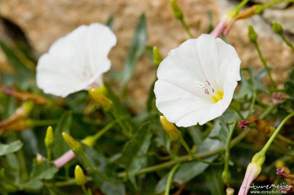 Gestrichelte Winde, Convolvulus lineatus, Windengewächse (Convolvulaceae), Blüten und Blätter, Macchia, Lumio, Korsika, Frankreich