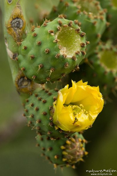 Opuntie, Feigenkaktus, Opuntia ficus-indica, Cactaceae, Blüte, Lumio, Korsika, Frankreich