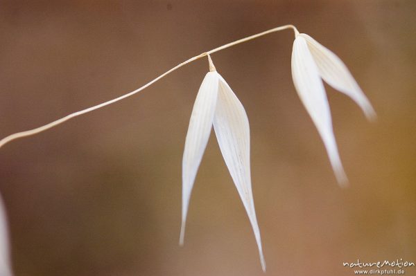 Hafer, Avena spec., Hüllspelzen vertrockneter Ährchen, Lumio, Korsika, Frankreich