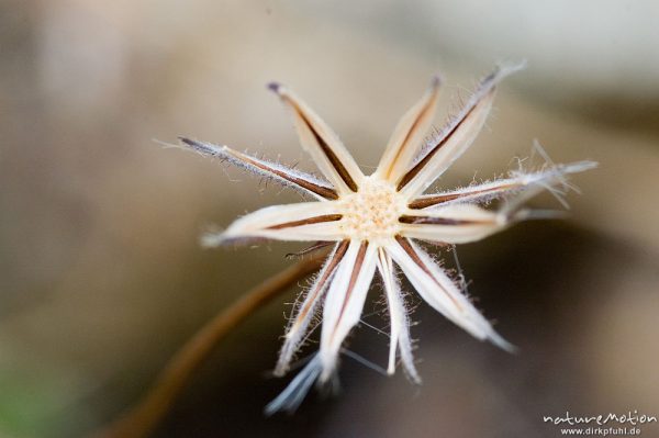 Fruchtstand einer Asteraceae, Pappus, bei Lumio, Korsika, Frankreich