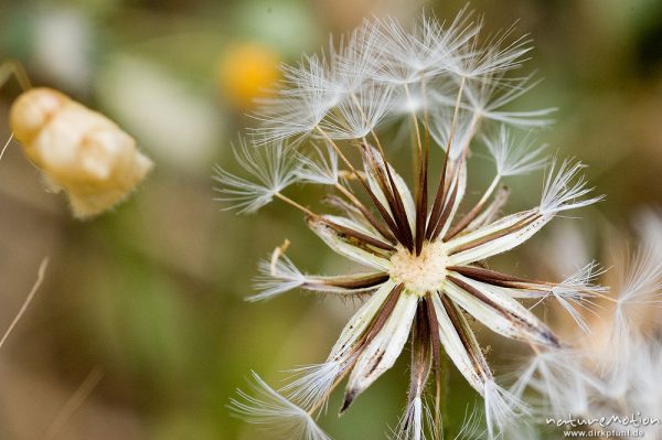 Fruchtstand einer Asteraceae, Pappus, bei Lumio, Korsika, Frankreich