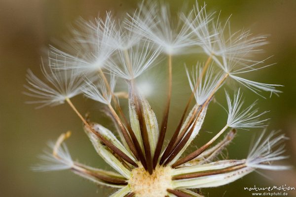 Fruchtstand einer Asteraceae, Pappus, bei Lumio, Korsika, Frankreich