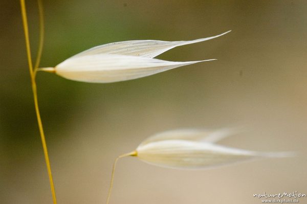 Hafer, Avena spec., Hüllspelzen vertrockneter Ährchen, Lumio, Korsika, Frankreich