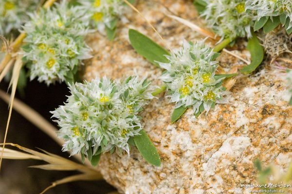 Silber-Mauermiere, Paronychia argentea, Caryophyllaceae, auf Felsen, bei Lumio, Korsika, Frankreich