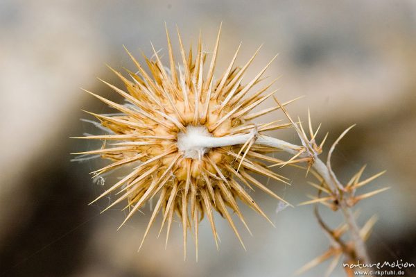 Eberwurz, Carlina spec., Korbblütler (Asteraceae), Blütenstand unterseits, Felsküste bei Ille Rousse, Korsika, Frankreich