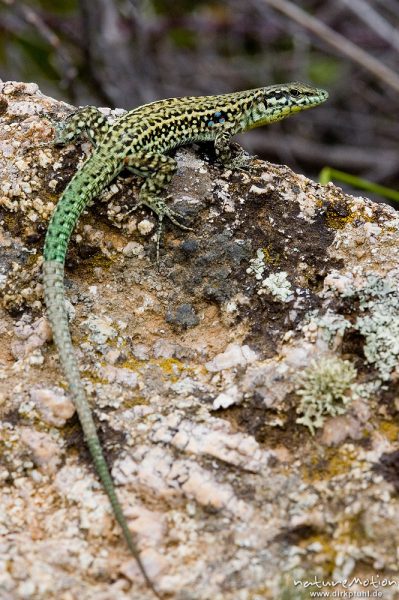 Tyrrhenische Mauereidechse, Podarcis tiliguerta, Männchen, Lumio, Korsika, Frankreich