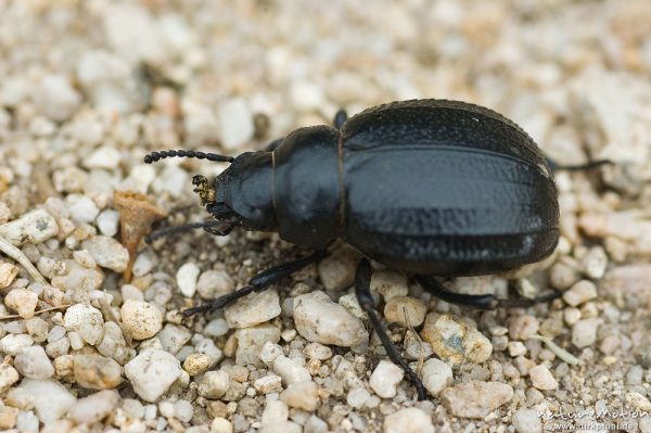 Schwarzkäfer (Familie), Gattung Pimelia <?>, Schwarzkäfer (Tenebrionidae), auf sandigem Weg, Küste bei Ille Rousse, Korsika, Frankreich