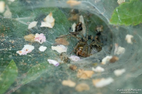 Trichterspinne, Agelenidae, in Wohnröhre auf der Lauer, Lumio, Korsika, Frankreich