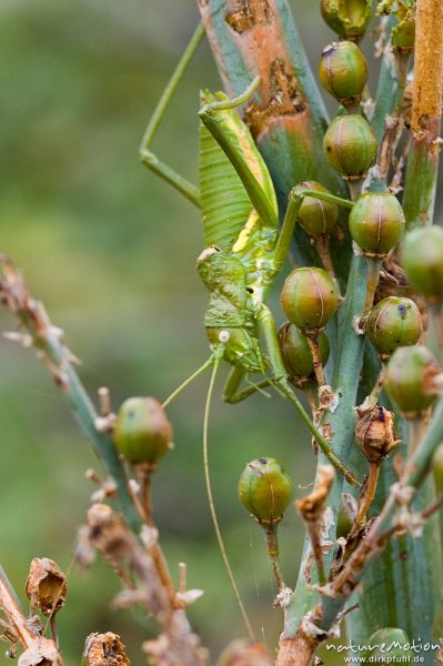 Tyrrhenische Sattelschrecke, Short-backed Saddle Bush-cricket, Uromenus brevicollis insularis, Laubheuschrecken (Tettigoniidae), Männchen, Wegrand, Lumio, Korsika, Frankreich