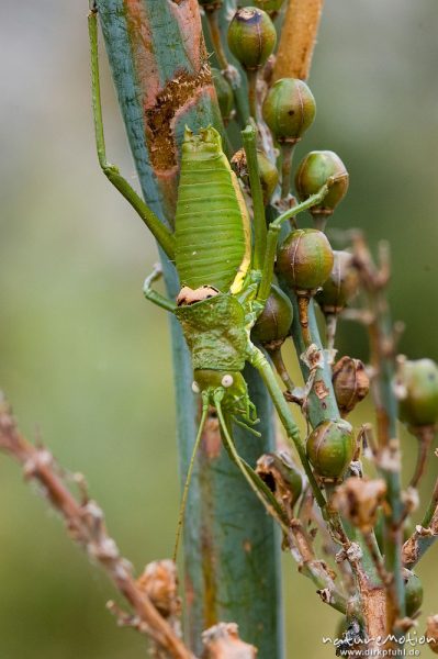 Tyrrhenische Sattelschrecke, Short-backed Saddle Bush-cricket, Uromenus brevicollis insularis, Laubheuschrecken (Tettigoniidae), Männchen, Wegrand, Lumio, Korsika, Frankreich