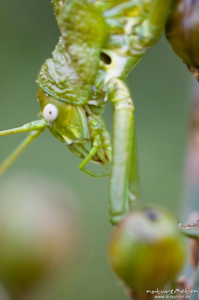 Tyrrhenische Sattelschrecke, Short-backed Saddle Bush-cricket, Uromenus brevicollis insularis, Laubheuschrecken (Tettigoniidae), Männchen, Wegrand, Lumio, Korsika, Frankreich