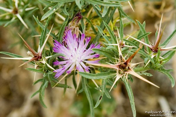 Stern-Flockenblume, Centaurea calcitrapa, Asteraceae, bei Lumio, Korsika, Frankreich