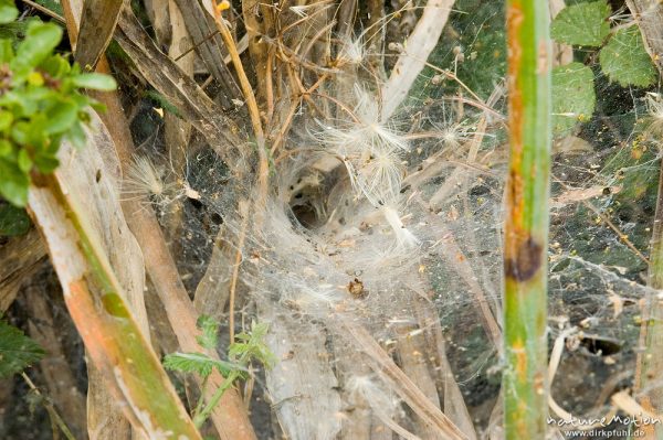 Trichterspinne, Agelenidae, in Wohnröhre auf der Lauer, Lumio, Korsika, Frankreich