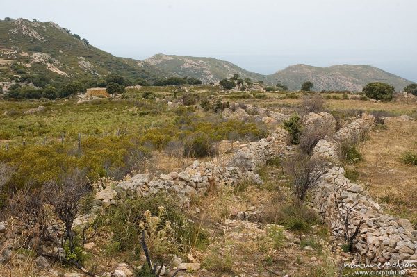 von Lesesteinen eingefaßter Weg durch öde Felder, Balagne, Lumio, Korsika, Frankreich