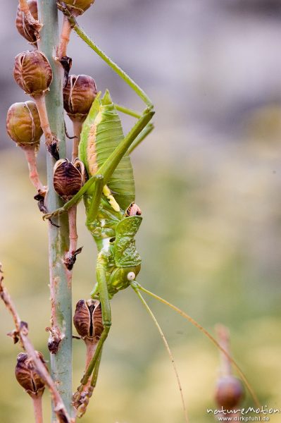 Tyrrhenische Sattelschrecke, Short-backed Saddle Bush-cricket, Uromenus brevicollis insularis, Laubheuschrecken (Tettigoniidae), Männchen, Wegrand, Lumio, Korsika, Frankreich