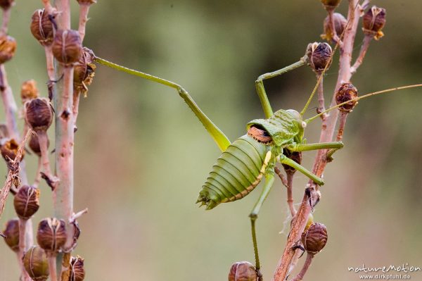 Tyrrhenische Sattelschrecke, Short-backed Saddle Bush-cricket, Uromenus brevicollis insularis, Laubheuschrecken (Tettigoniidae), Männchen, Wegrand, Lumio, Korsika, Frankreich