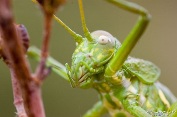 Tyrrhenische Sattelschrecke, Short-backed Saddle Bush-cricket, Uromenus brevicollis insularis, Laubheuschrecken (Tettigoniidae), Männchen, Wegrand, Lumio, Korsika, Frankreich