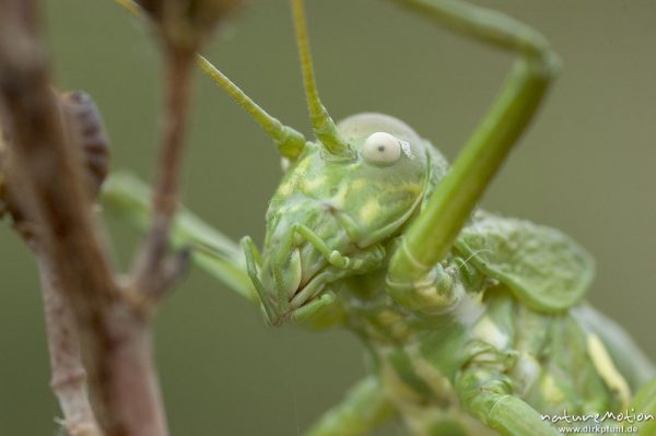 Tyrrhenische Sattelschrecke, Short-backed Saddle Bush-cricket, Uromenus brevicollis insularis, Laubheuschrecken (Tettigoniidae), Männchen, Wegrand, Lumio, Korsika, Frankreich