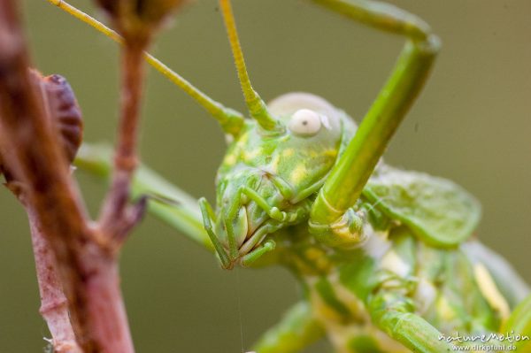 Tyrrhenische Sattelschrecke, Short-backed Saddle Bush-cricket, Uromenus brevicollis insularis, Laubheuschrecken (Tettigoniidae), Männchen, Wegrand, Lumio, Korsika, Frankreich