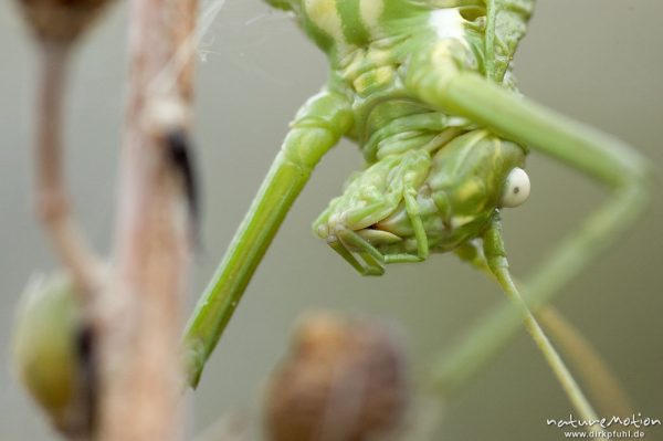 Tyrrhenische Sattelschrecke, Short-backed Saddle Bush-cricket, Uromenus brevicollis insularis, Laubheuschrecken (Tettigoniidae), Männchen, Wegrand, Lumio, Korsika, Frankreich