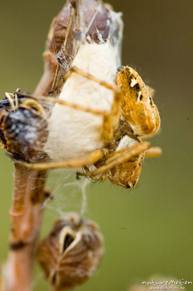 Krabbenspinne (?), Lumio, Korsika, Frankreich