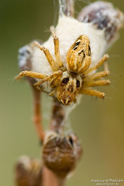 Krabbenspinne (?), Lumio, Korsika, Frankreich