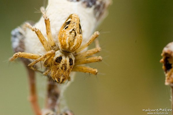 Krabbenspinne (?), Lumio, Korsika, Frankreich