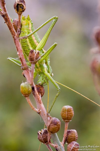 Tyrrhenische Sattelschrecke, Short-backed Saddle Bush-cricket, Uromenus brevicollis insularis, Laubheuschrecken (Tettigoniidae), Männchen, Wegrand, Lumio, Korsika, Frankreich