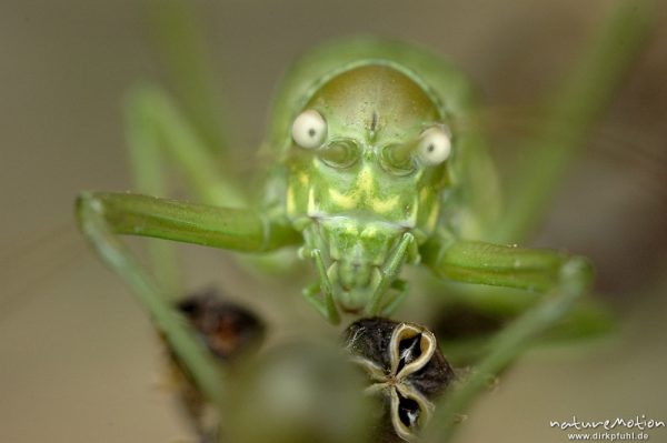 Tyrrhenische Sattelschrecke, Short-backed Saddle Bush-cricket, Uromenus brevicollis insularis, Laubheuschrecken (Tettigoniidae), Männchen, Wegrand, Lumio, Korsika, Frankreich