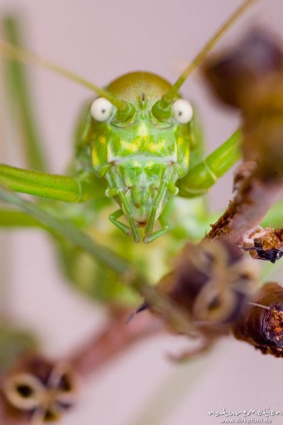 Tyrrhenische Sattelschrecke, Short-backed Saddle Bush-cricket, Uromenus brevicollis insularis, Laubheuschrecken (Tettigoniidae), Männchen, Wegrand, Lumio, Korsika, Frankreich