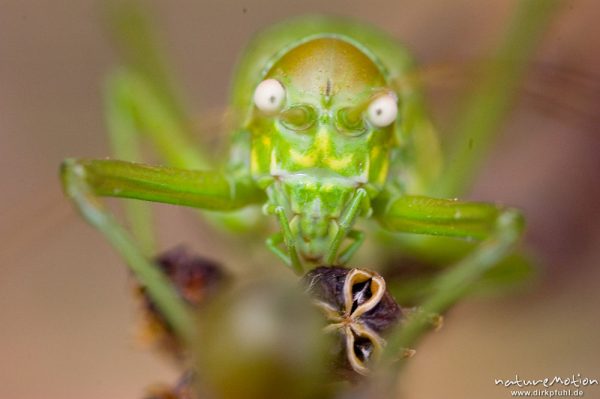 Tyrrhenische Sattelschrecke, Short-backed Saddle Bush-cricket, Uromenus brevicollis insularis, Laubheuschrecken (Tettigoniidae), Männchen, Wegrand, Lumio, Korsika, Frankreich