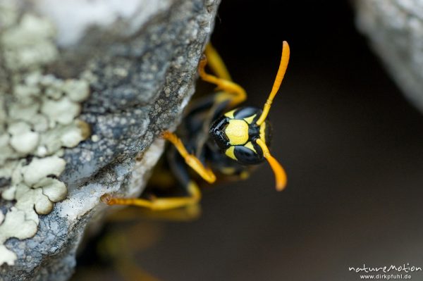 Gallische Feldwespe, Polistes dominulus, früher P. gallicus, Wächterin am Eingang des Nestes, Lumio, Korsika, Frankreich