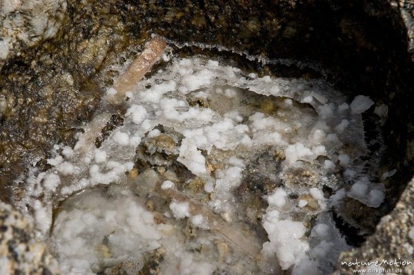 Salzkristalle, entstanden durch verdunstetes Meewasser in der Höhlung eines Steines, Küste bei Bodri, Korsika, Frankreich