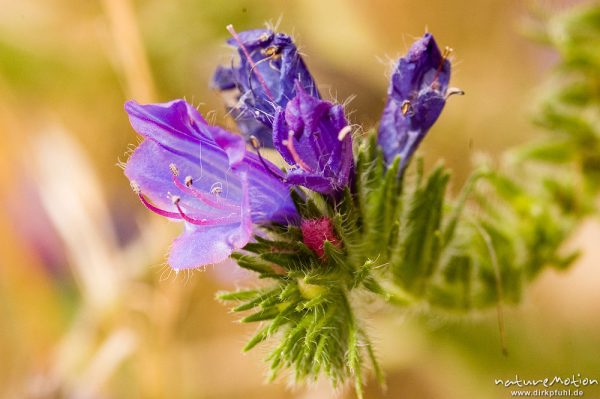 Gewöhnlicher Natternkopf, Echium vulgare, Küste bei Bodri, Korsika, Frankreich