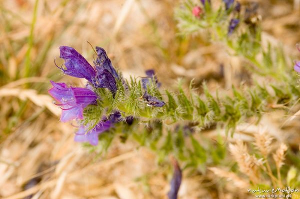 Gewöhnlicher Natternkopf, Echium vulgare, Küste bei Bodri, Korsika, Frankreich