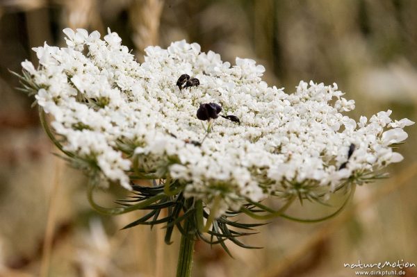 Wilde Möhre, Daucus carota, Blütenstand, Küste bei Bodri, Korsika, Frankreich