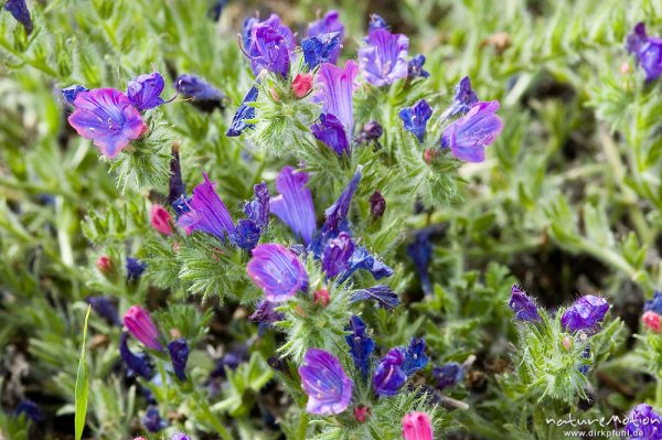 Gewöhnlicher Natternkopf, Echium vulgare, Boraginaceae, Küste bei Bodri, Korsika, Frankreich