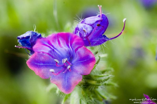 Gewöhnlicher Natternkopf, Echium vulgare, Boraginaceae, Küste bei Bodri, Korsika, Frankreich