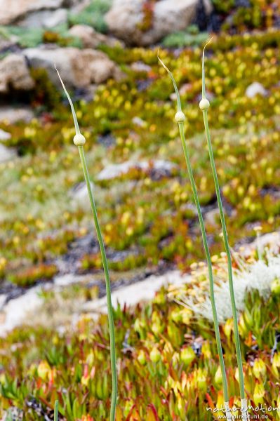 Meerzwiebel, Urginea maritima, Hyacinthaceae, Stengel mit noch geschlossenen, eingekapselten Blütenständen, Küste bei Bodri, Korsika, Frankreich