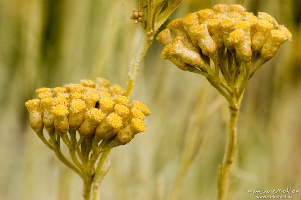 Stoechas-Strohblume, Helychrysum stoechas var. Maritimum, Felsen bei Bodri, Korsika, Frankreich