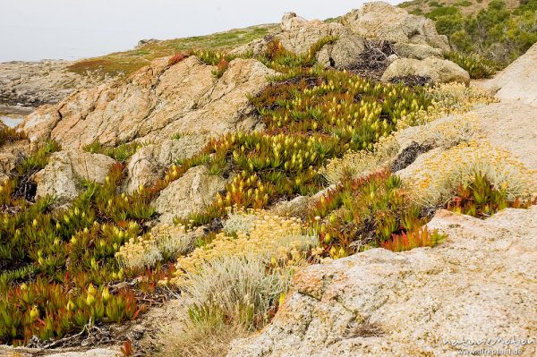 Küstenmittagsblume, Carpobrotus edulis, Teppiche, Felsen bei Bodri, Korsika, Frankreich