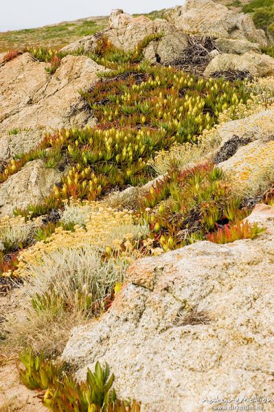 Küstenmittagsblume, Carpobrotus edulis, Teppiche, Felsen bei Bodri, Korsika, Frankreich