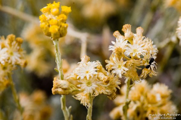 Stoechas-Strohblume, Helychrysum stoechas var. Maritimum, verblühte Pflanzen, Felsen bei Bodri, Korsika, Frankreich