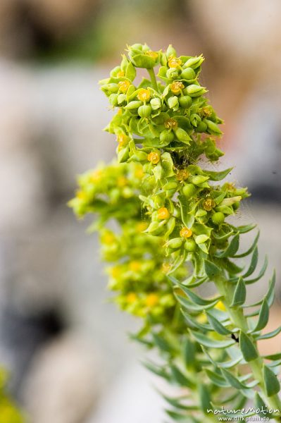 Pithyusen-Wolfsmilch, Euphorbia pithyusa, Euphorbiaceae, oder Strand-Wolfsmilch, Euphorbia paralias,, Korsika, Frankreich