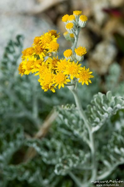 Cinarien Greiskraut, Senecio bicolor, Asteraceae, Blütenstand und Blätter, Küste bei Bodri, Korsika, Frankreich