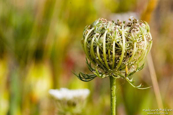 Wilde Möhre, Daucus carota, Apiaceae, Blütenstand halb vertrocknet und bereits eingerollt, Küste bei Bodri, Korsika, Frankreich